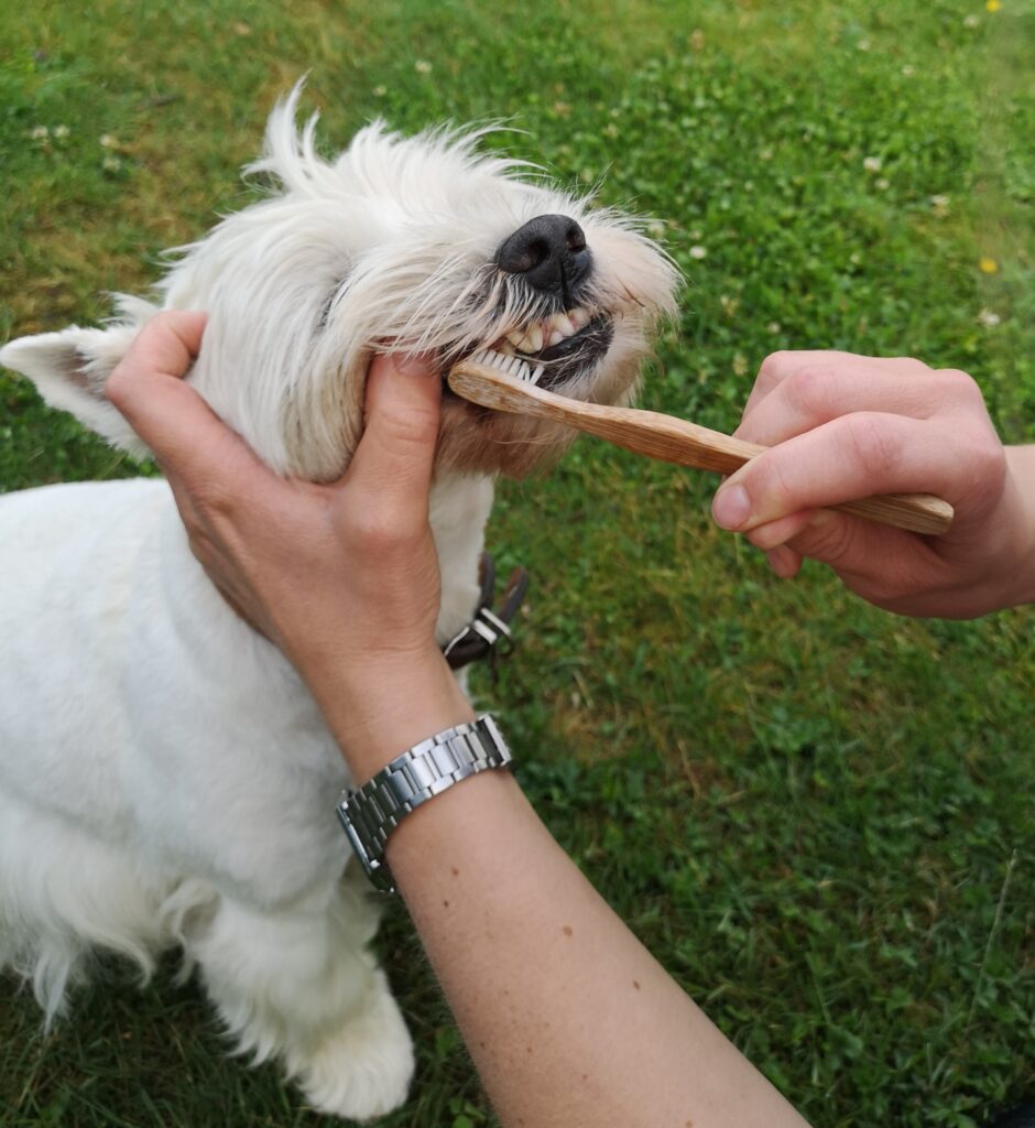 Gladys bekræft venligst Bedrift Tips og tricks til tandbørstning på hund – Doglife.dk